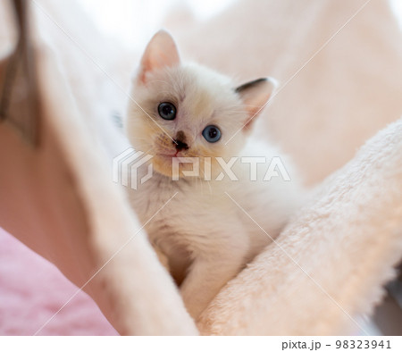 仔猫 生後4週間 保護猫 仔猫 生後4週間 保護猫 98323941