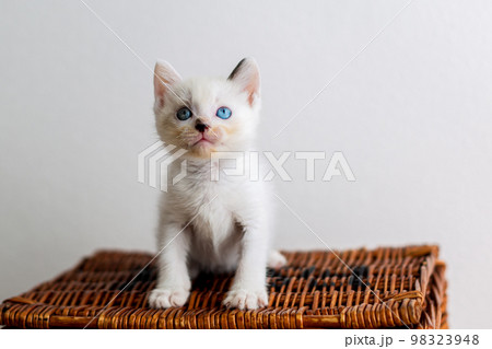 仔猫　生後4週間　保護猫 98323948