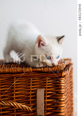 仔猫 生後4週間 保護猫 仔猫 生後4週間 保護猫 98323949