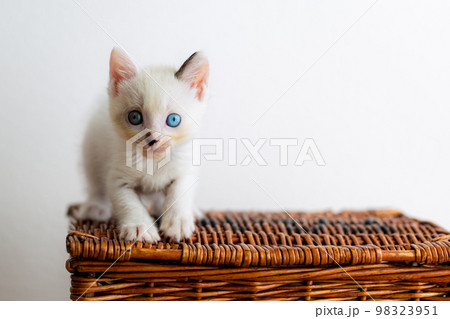 仔猫　生後4週間　保護猫 98323951
