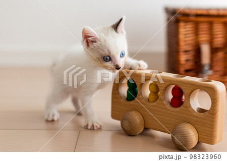 仔猫 生後4週間 保護猫 仔猫 生後4週間 保護猫 98323960