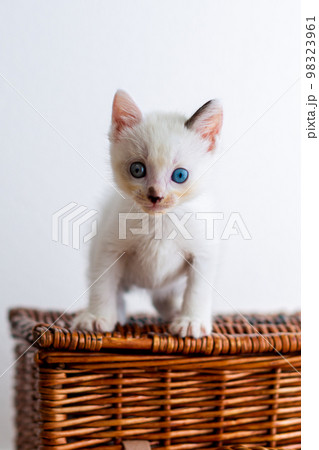 仔猫 生後4週間 保護猫 仔猫 生後4週間 保護猫 98323961