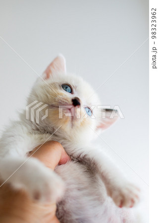 仔猫　生後4週間　保護猫 98323962