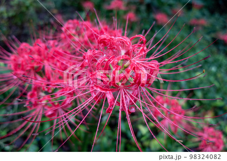 公園に咲く彼岸花 98324082
