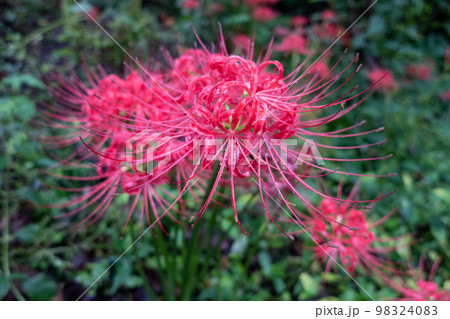 公園に咲く彼岸花 98324083