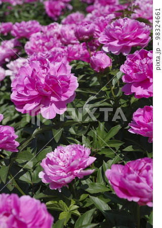 芍薬園にピンク色のシャクヤクが咲いています。このシャクヤクの名前はサラ・ベルナールです。 芍薬園にピンク色のシャクヤクが咲いています。このシャクヤクの名前はサラ・ベルナールです。 98324661