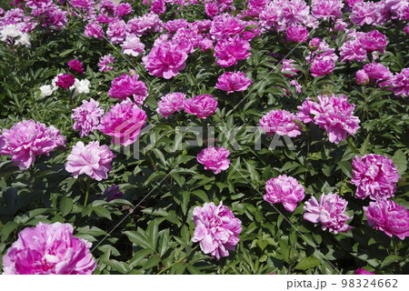 芍薬園にピンク色のシャクヤクが咲いています。このシャクヤクの名前はサラ・ベルナールです。 芍薬園にピンク色のシャクヤクが咲いています。このシャクヤクの名前はサラ・ベルナールです。 98324662