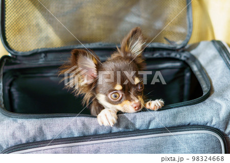 キャリーバッグから顔を出すロングコートチワワの子犬 98324668
