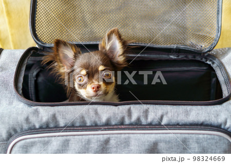 キャリーバッグから顔を出すロングコートチワワの子犬 98324669
