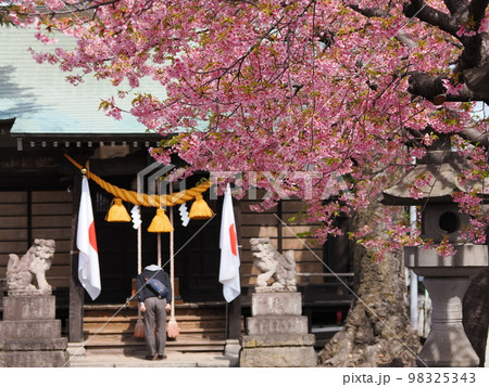河津桜(前橋 江田鏡神社) 河津桜(前橋 江田鏡神社) 98325343