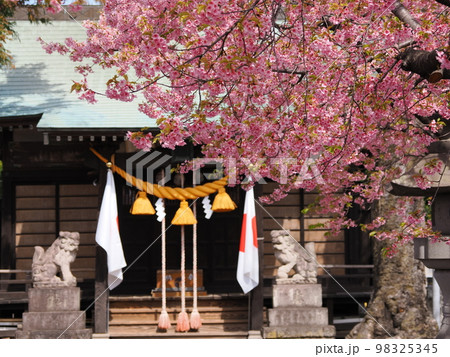 河津桜（前橋　江田鏡神社） 98325345