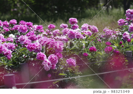 芍薬園にピンク色のシャクヤクが咲いています。このシャクヤクの名前はサラ・ベルナールです。 芍薬園にピンク色のシャクヤクが咲いています。このシャクヤクの名前はサラ・ベルナールです。 98325349