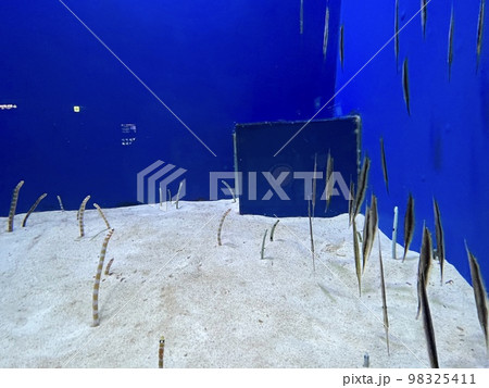 浅虫水族館 チンアナゴとヘラヤガラ 浅虫水族館 チンアナゴとヘラヤガラ 98325411