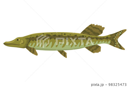 Fish sorts or types. Freshwater fish. Hand-drawn color illustration of inland fish. Commercial fish specie Fish sorts or types. Freshwater fish. Hand-drawn color illustration of inland fish. Commercial fish specie 98325473