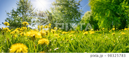 Meadow of blossoming dandelions in natural park. 98325783