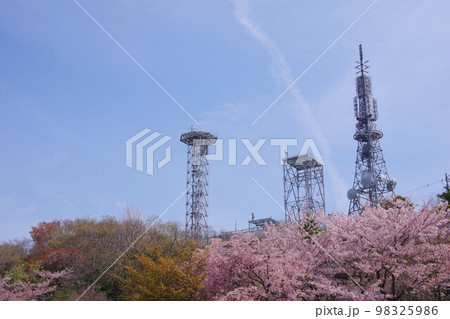 徳島市　眉山公園の桜と電波塔 98325986
