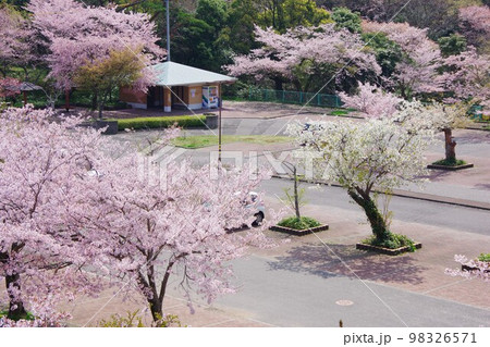 徳島市　眉山公園の駐車場の桜 98326571