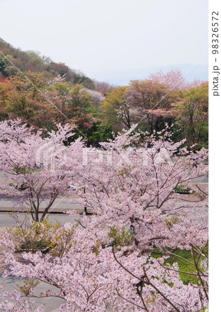 徳島市　眉山公園の駐車場の桜 98326572