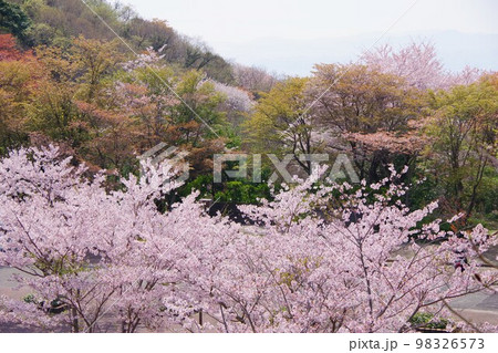徳島市 眉山公園の駐車場の桜 徳島市 眉山公園の駐車場の桜 98326573