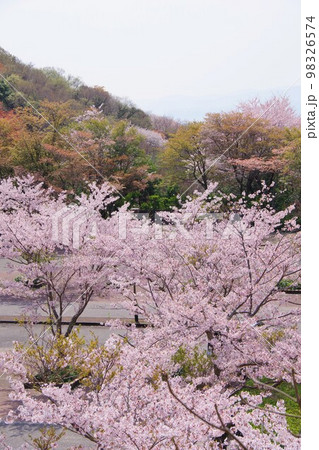 徳島市　眉山公園の駐車場の桜 98326574