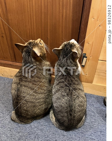 ログハウスのドアが開くのを待つ、お外が気になる2歳のキジトラ猫とサバトラ猫 ログハウスのドアが開くのを待つ、お外が気になる2歳のキジトラ猫とサバトラ猫 98326912