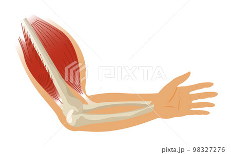 Arm muscle biceps with skeleton. Muscle tension of human hand on white background. Bones and joints in male silhouette. Medical vector illustration of hand for clinic or hospital 98327276