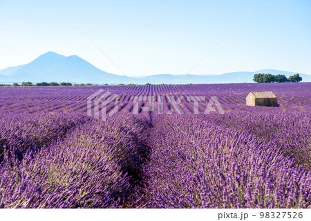 Lavender field in summer landscape near Valensole.Provence,France Lavender field in summer landscape near Valensole.Provence,France 98327526
