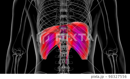 Human diaphragm anatomy for medical concept 3D rendering 98327556