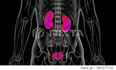 Human kidney anatomy for medical concept 3D Rendering 98327576