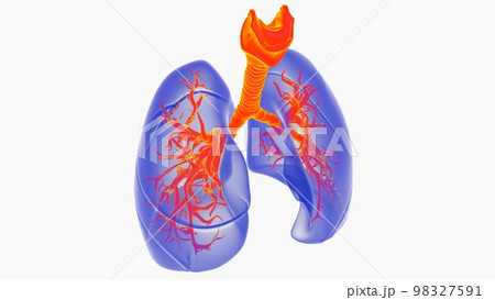 human lungs with trachea anatomy for medical concept 3D rendering 98327591