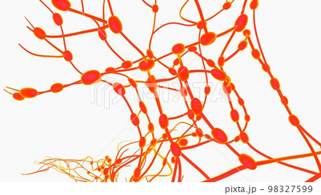 Human lymph nodes anatomy for medical concept 3D rendering 98327599