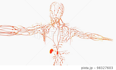 Human lymph nodes anatomy for medical concept 3D rendering Human lymph nodes anatomy for medical concept 3D rendering 98327603