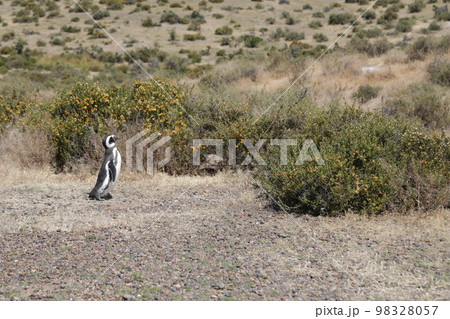 in the land of patagonia 98328057