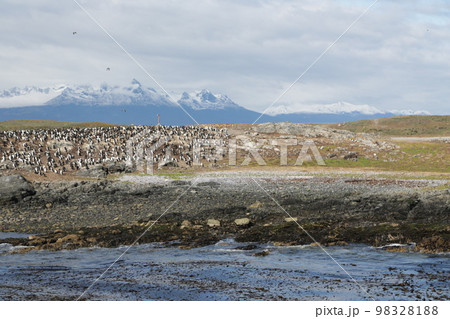 in the land of patagonia 98328188