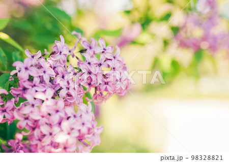 Purple lilac flowers blossom in garden 98328821