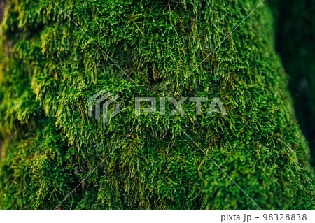 Beautiful green moss 98328838