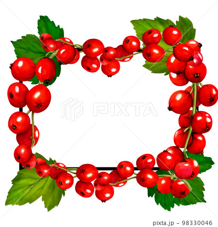 Watercolor frame of red ripe currant berries...のイラスト素材 [98330046] - PIXTA