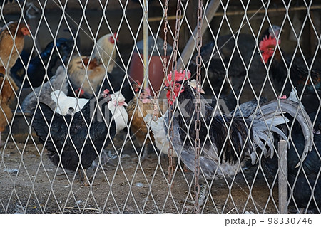 横 アジア 韓国 98330746