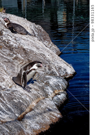 Penguins in Alesund Aquarium - Norway Penguins in Alesund Aquarium - Norway 98331165