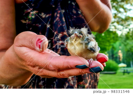 Lovely disheveled baby bird falls from the nest and sitting on woman's hand 98331546
