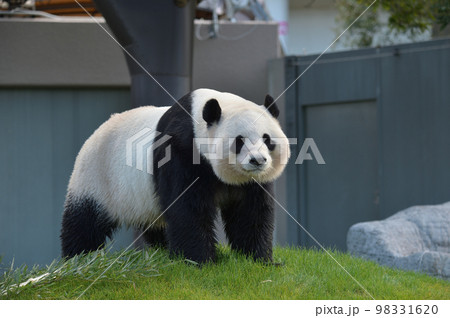 ファンサービス中の桃浜 98331620