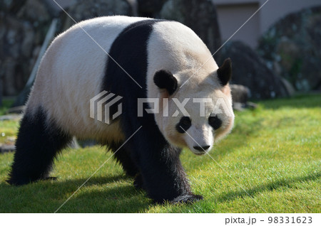 お散歩中の桜浜 98331623