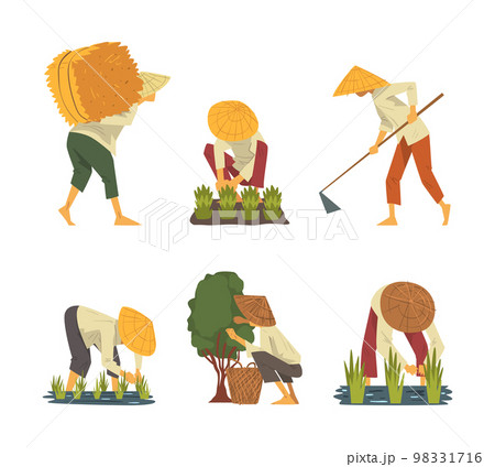Asian farmers working on field set. Peasants characters in straw conical hat planting and harvesting rice cartoon vector illustration Asian farmers working on field set. Peasants characters in straw conical hat planting and harvesting rice cartoon vector illustration 98331716