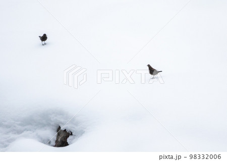 【野鳥】雪の庄川の河川敷で遊ぶカワガラス 【野鳥】雪の庄川の河川敷で遊ぶカワガラス 98332006