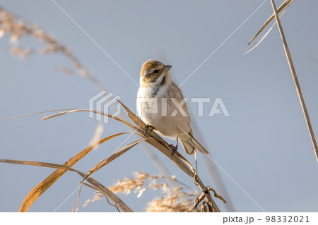 葦原のオオジュリン 葦原のオオジュリン 98332021