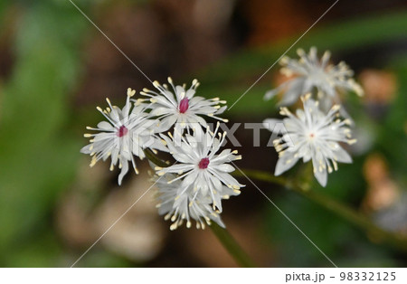 早春山野に咲く白い萼片と花弁に白色の雄しべと赤色の雌しべをつけたセリバオウレンの両性花が美しいです 98332125