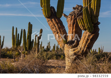 Cactus in Mexico Cactus in Mexico 98332559