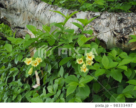 ウコンウツギの花 98333497