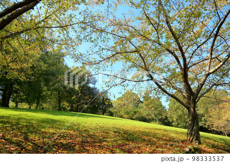 爽やか色づく公園 爽やか色づく公園 98333537