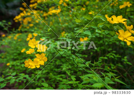 満開の山吹　高尾厳島神社境内　北本市　 98333630